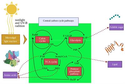 The differing responses of central carbon cycle metabolism in male and female Sargassum thunbergii to ultraviolet-B radiation